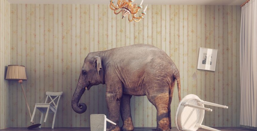 elephant calm in a room. photo combination concept