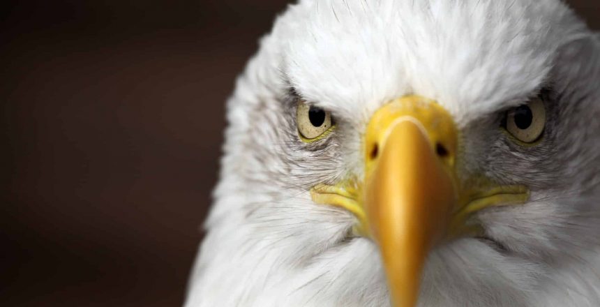 Headshot of a Bald Eagle